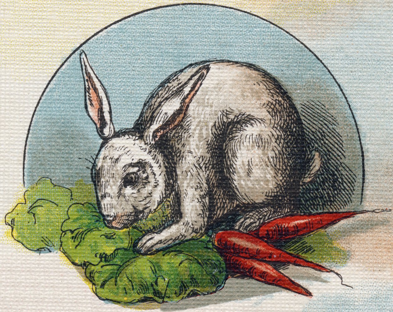 ニンジンを食べるウサギ。Alphabet de ma petite fille "に掲載されたエングレーヴィング。Bernardin-Bechet and Fils, bookseller-publishers, Paris, around 1895.キャンバス地の割れないアルバム。Bibliotheque des Bebes.12ページ。読み方とイラストの入ったアルバム。 作： 不明