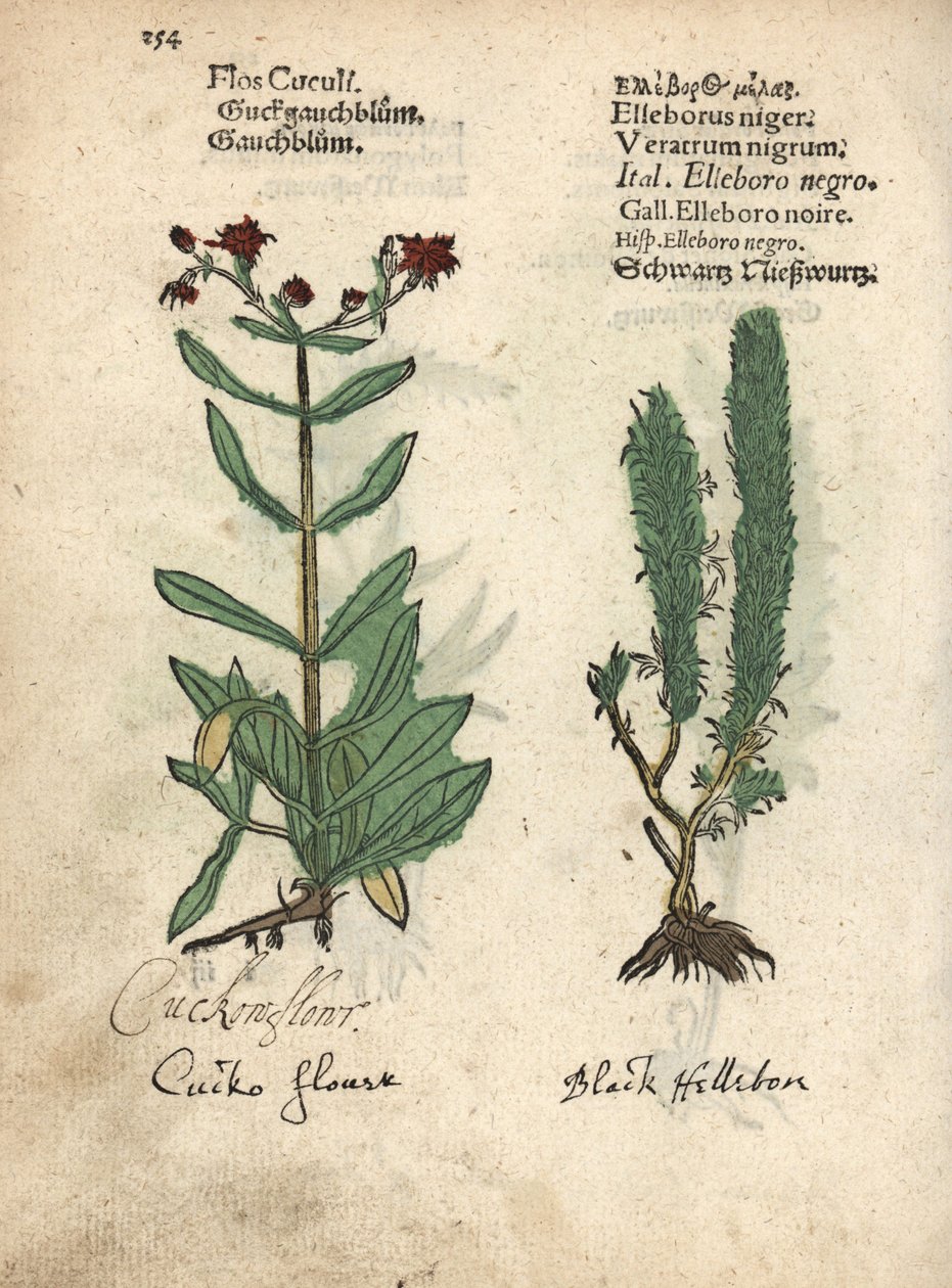 ラグド・ロビン、Lychnis flos-cuculi、ブラック・ニセ・ヘレボルス、Veratrum nigrum。アダム・ロニカーの『Krauterbuch, or Herbal, Frankfurt』に掲載された植物図版の手彩色木版画。 作： 無名の画家