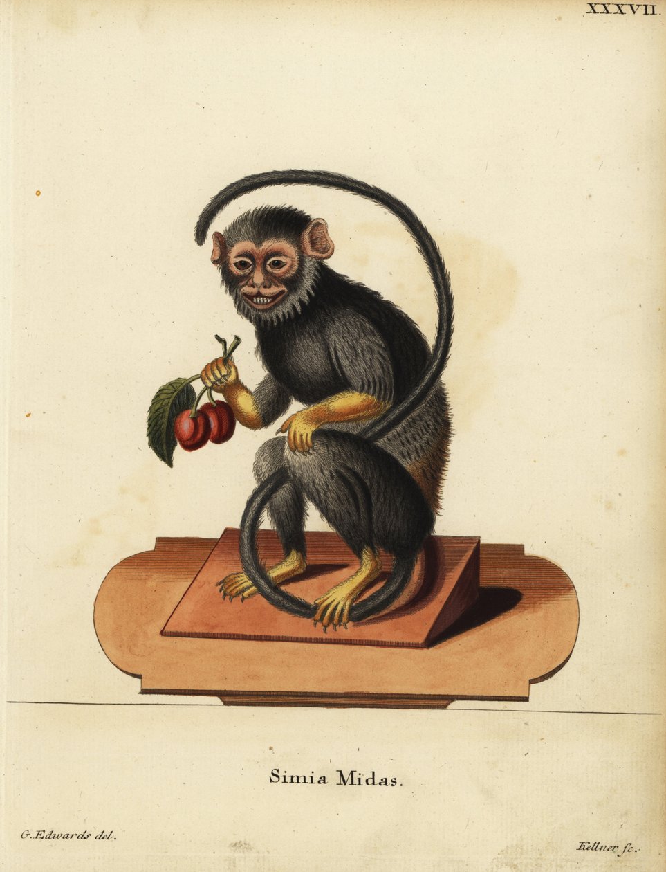 Rot- oder Goldhandtamarin, Saguinus midas. Simia midas. Handkolorierter Kupferstich von Joseph Kellner nach einer Illustration von George Edwards aus Johann Christian Daniel Schrebers Tierillustrationen nach der Natur, oder Schrebers Fantastische Tiere von Unbekannter Künstler