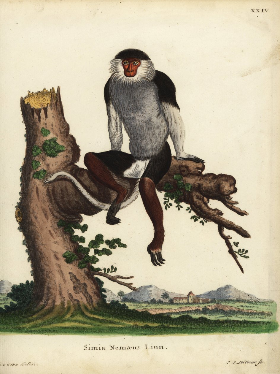 レッドシャンク・ドウク（Pygathrix nemaeus）。絶滅危惧種。Simia nemaeus Linn.Johann Sebastian Leitnerによる手彩色銅版画。Johann Christian Daniel Schreber