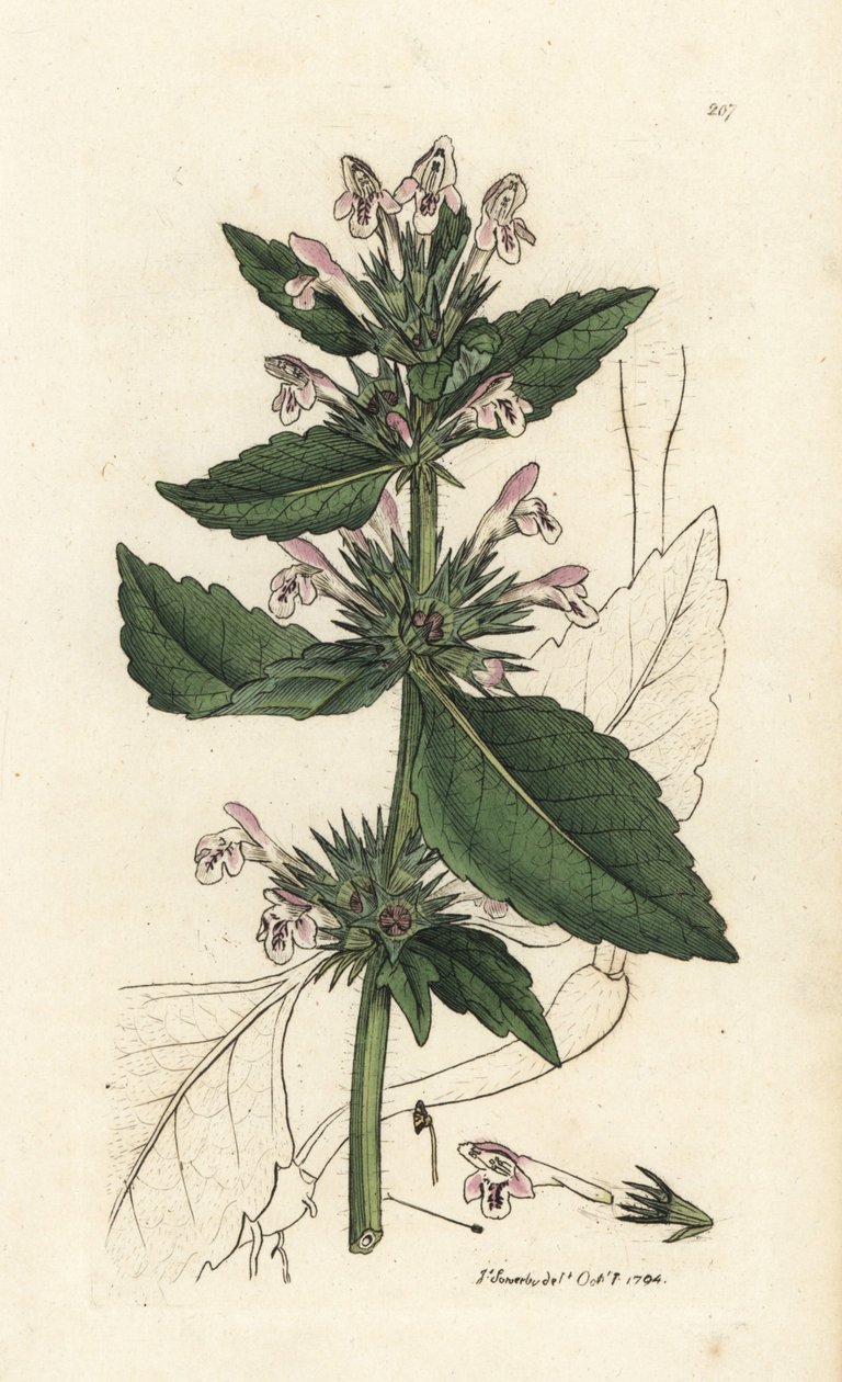 ジェームズ・スミスの『英国植物学』より、ジェームズ・サワービーによる手彩色銅版画。 作： 無名の画家