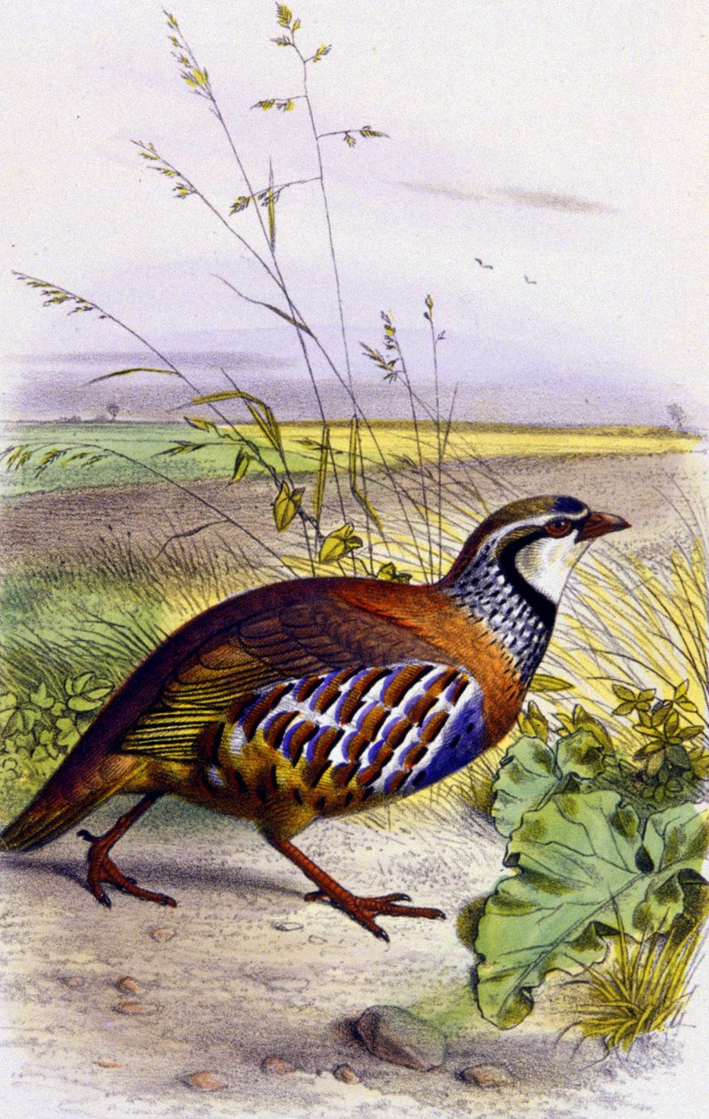 アカウズラ、1850年頃（リトグラフ） 作： 無名の画家