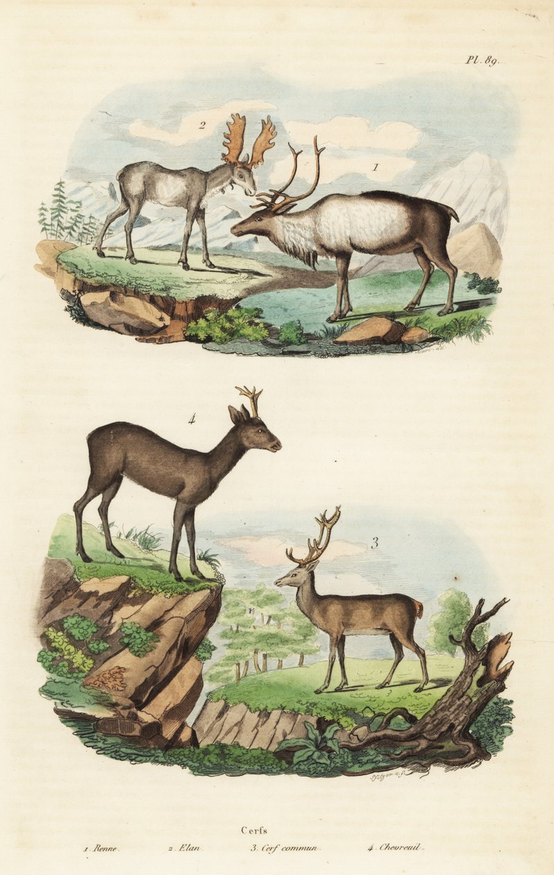 トナカイ（Rangifer tarandus）1、ヘラジカ（Alces alces）2、アカシカ（Cervus elaphus）3、ヨーロッパノドジカ（Capreolus capreolus）4 作： 不明