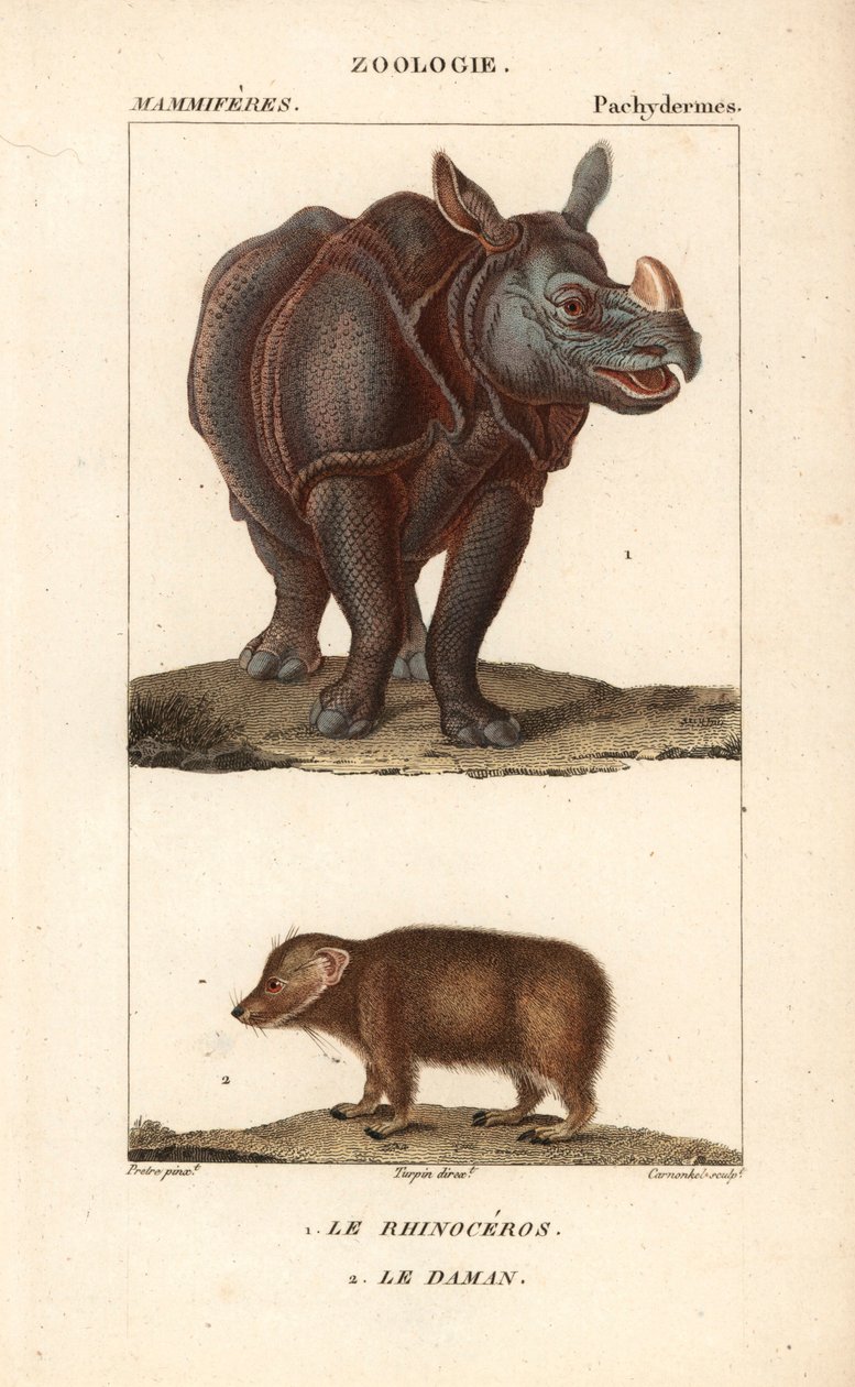 ジャン・ガブリエル・プレットル（1780-1845）作、カーノンケル版「Rhinoceros et daman ou clade - Eau forte」、ピエール・ジャン・フランソワ・トゥルパン（1775-1840）編、フレデリック・キュヴィエ著「自然科学辞典：哺乳類」（F.G.Levrault社、パリ）所収。 作： 無名の画家