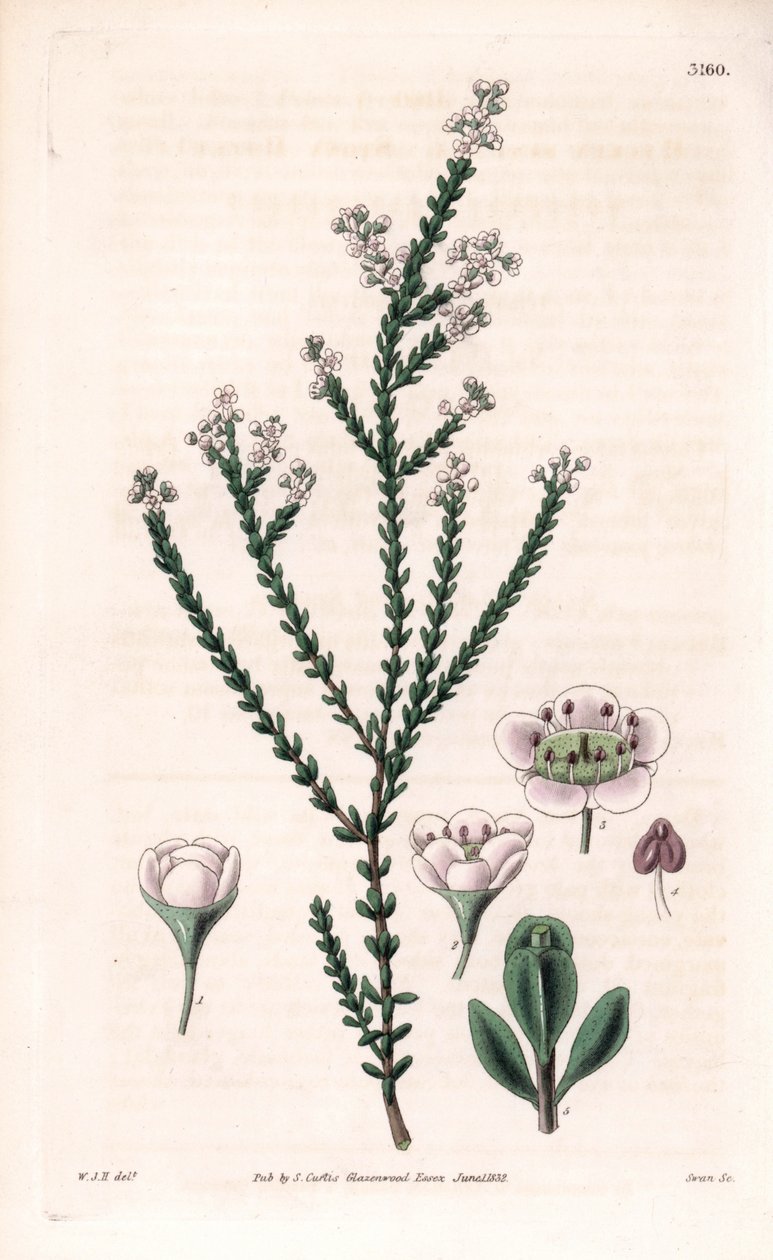 Rock thryptomene, Thryptomene saxicola (Southwest Australian rockery shrub) (Stony baeckea, Baeckea saxicola)。Samuel Curtis
