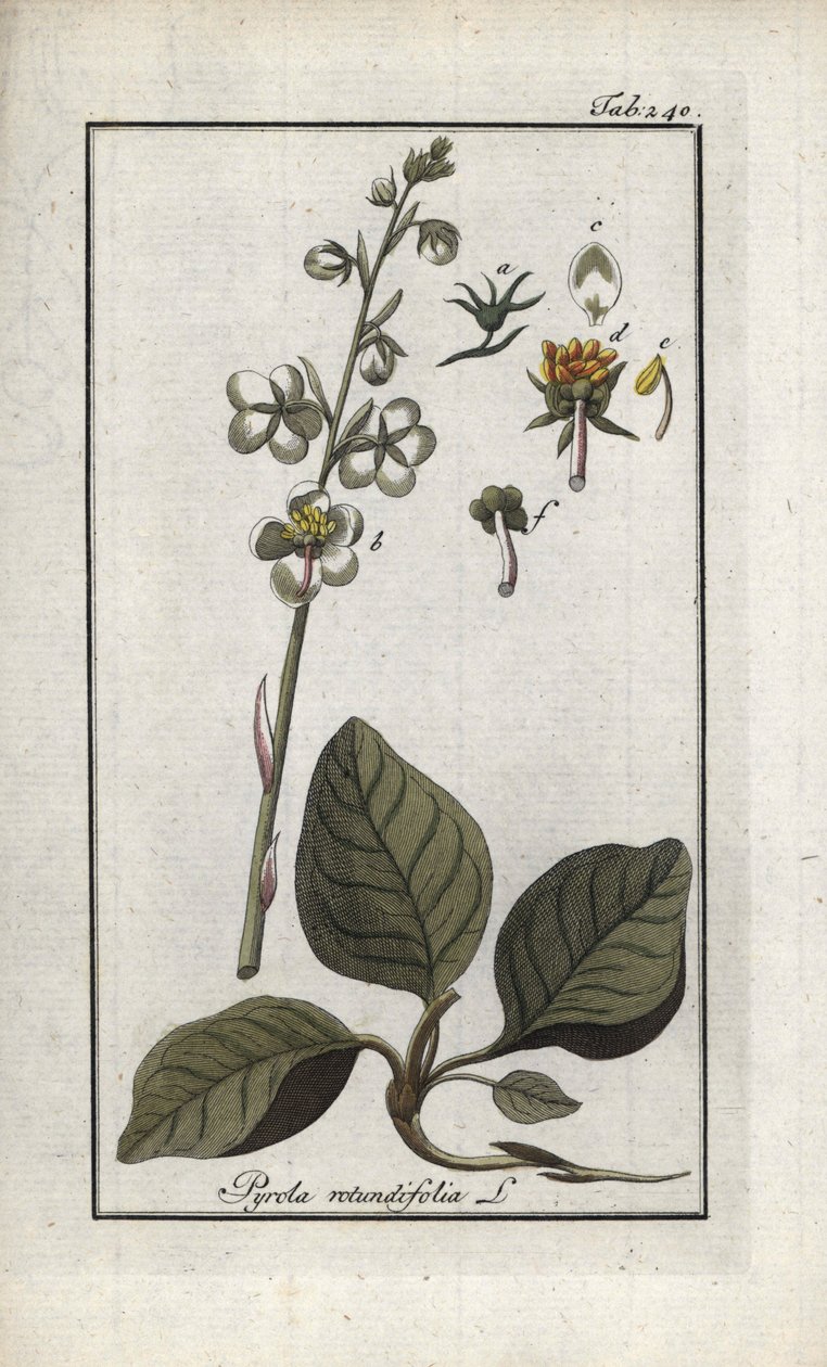 丸葉ピロール（Pyrola rotundifolia）。オランダ、ヨハネス・ゾーン（1739-1799）作 "Afbeelding der Artseny-Gewassen "からのリトグラフ。 作： 無名の画家