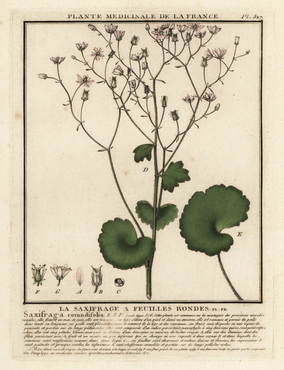 丸葉ユキノシタ、ユキノシタ rotundifolia。 作： 無名の画家
