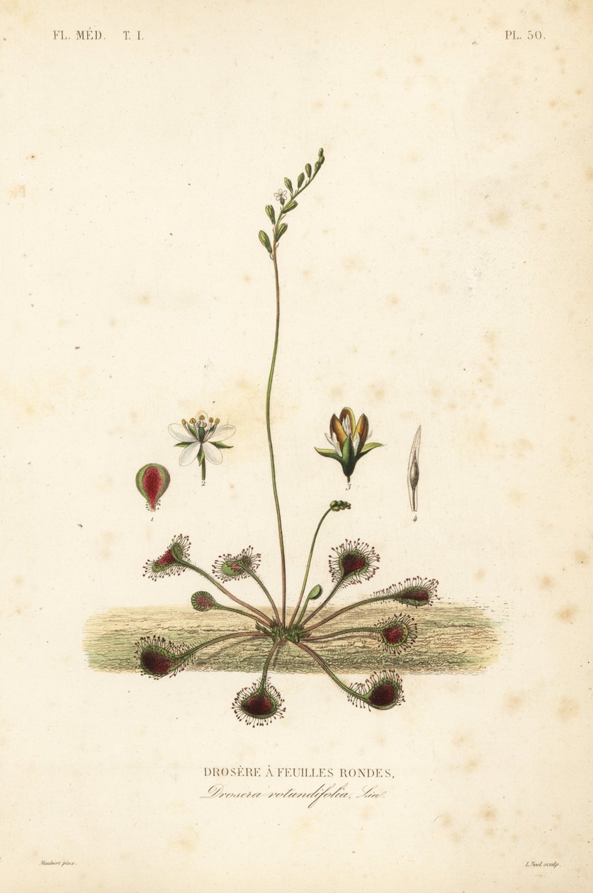 丸葉サンデューまたはコモンサンデュー, Drosera rotundifolia, Droserie a feuilles rondes 作： 不明
