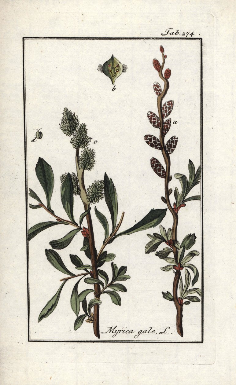 ロイヤル・ペッパーまたはマーシュ・マートル（Myrica gale）。オランダ、ヨハネス・ゾーン（1739-1799）作 "Afbeelding der Artseny-Gewassen "よりリトグラフ。 作： 無名の画家