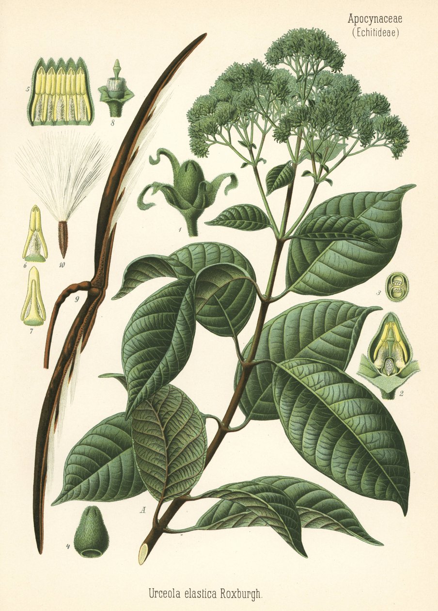 ゴムの木、Urceola elastica。ヘルマン・アドルフ・ケーラー著『Medicinal Plants』（グスタフ・パブスト編、ケーラー社、ドイツ）の植物図版をもとにしたクロモリトグラフ。 作： 無名の画家