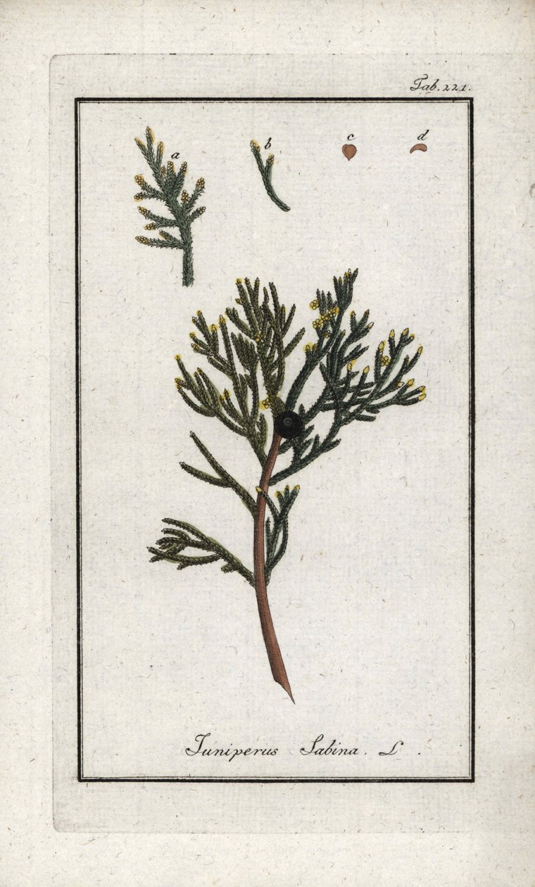 セイヨウネズ（Juniperus sabina）。オランダ、ヨハネス・ゾーン（1739-1799）作「Afbeelding der Artseny-Gewassen」のリトグラフ。 作： 無名の画家