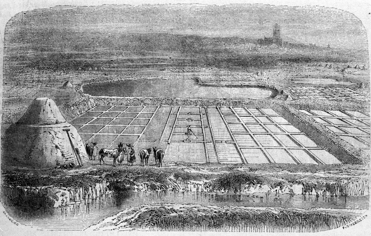 塩の生産：南フランスの塩湿地（saline）。19世紀のエングレービング 作： 不明