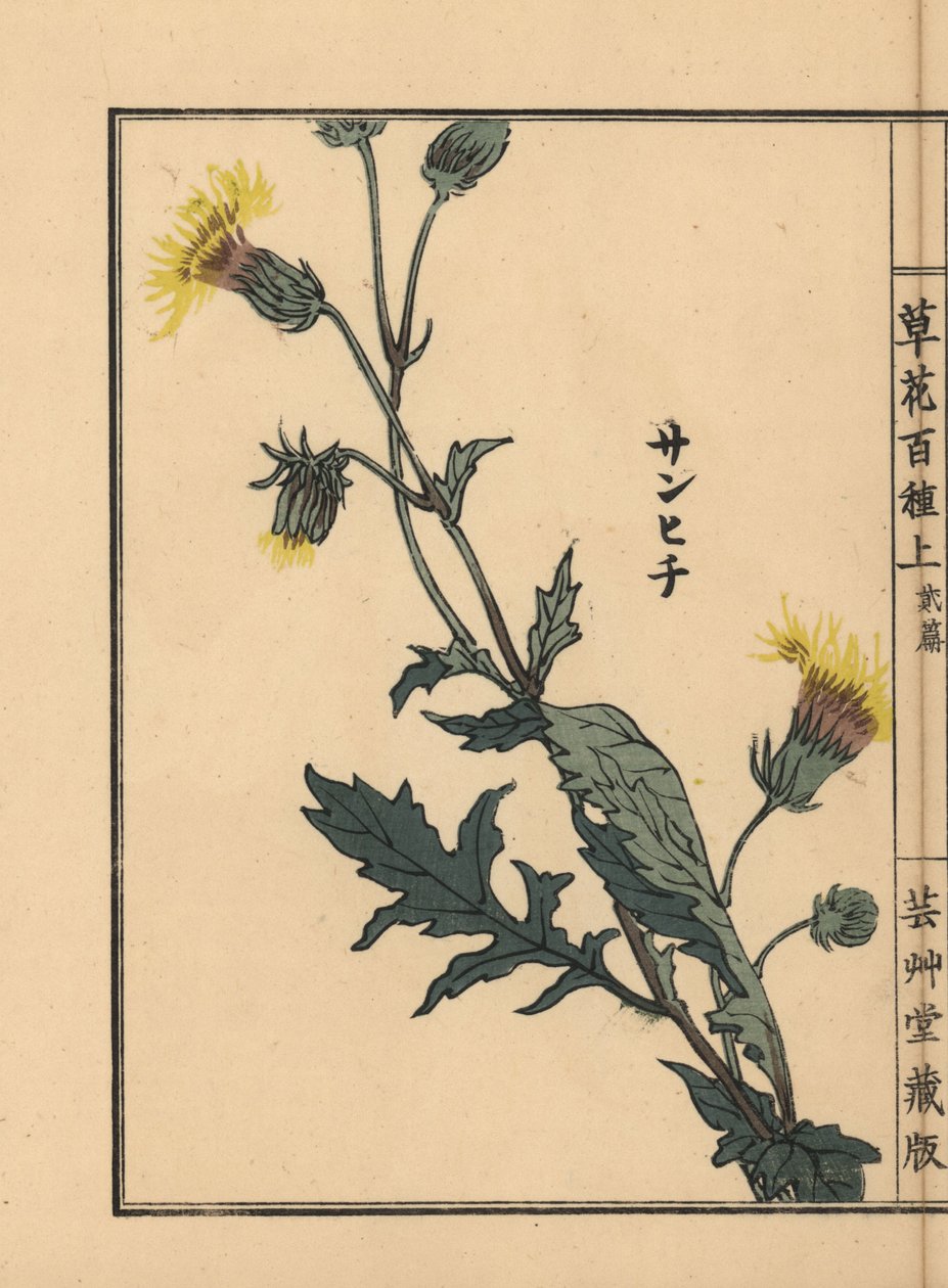 サンヒチソウ。河野梅嶺による手彩色木版画『草花百種』（東京、山田）より。 作： 無名の画家