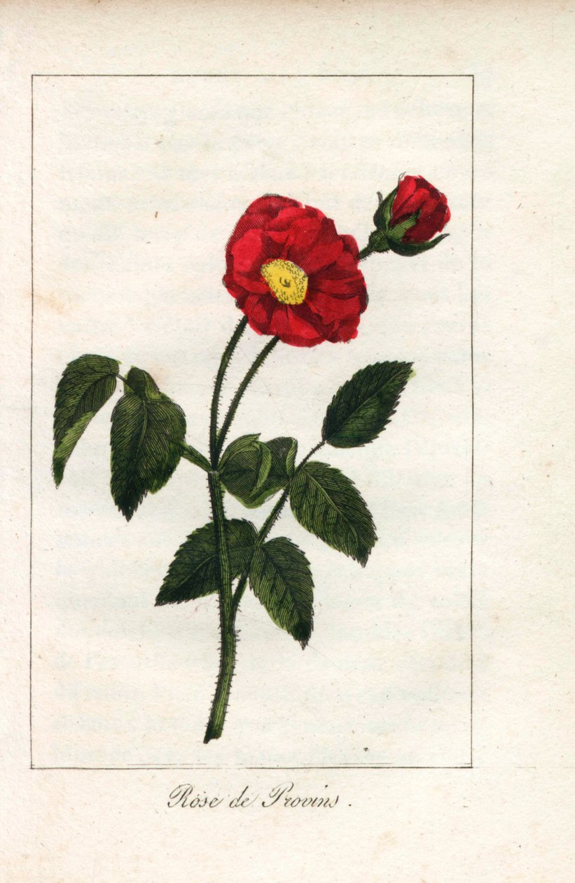 緋色のプロヴァンス・ピンク、プロヴァンのバラ、ロサ・ガリカ。1815年頃、パリの "Hommage rendu a la Rose "に掲載されたプリュドム女史の挿絵の手彩色銅版画。バラの歴史と12点の植物細密画が掲載されたギフトブック。 作： 無名の画家