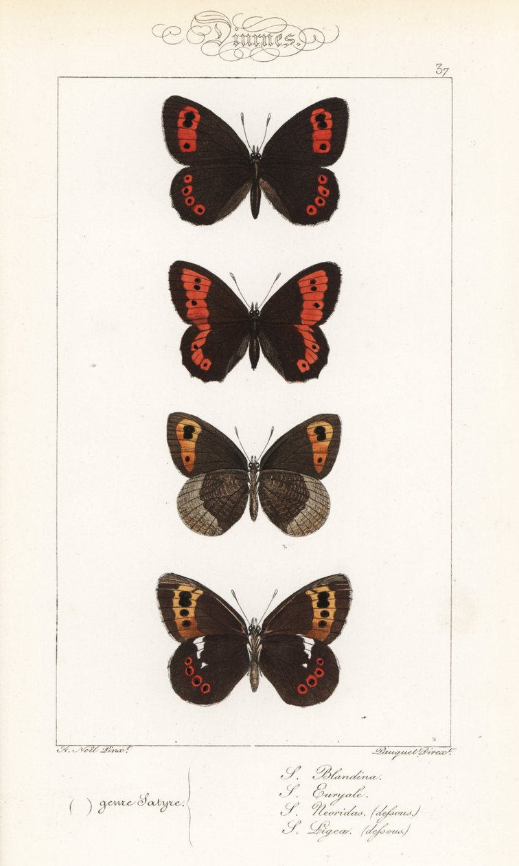Schottischer Mohrenfalter, Erebia aethiops, und andere. Handkolorierter Stahlstich von den Pauquet-Brüdern nach einer Illustration von Alexis Nicolas Noel aus Hippoly von Unbekannter Künstler