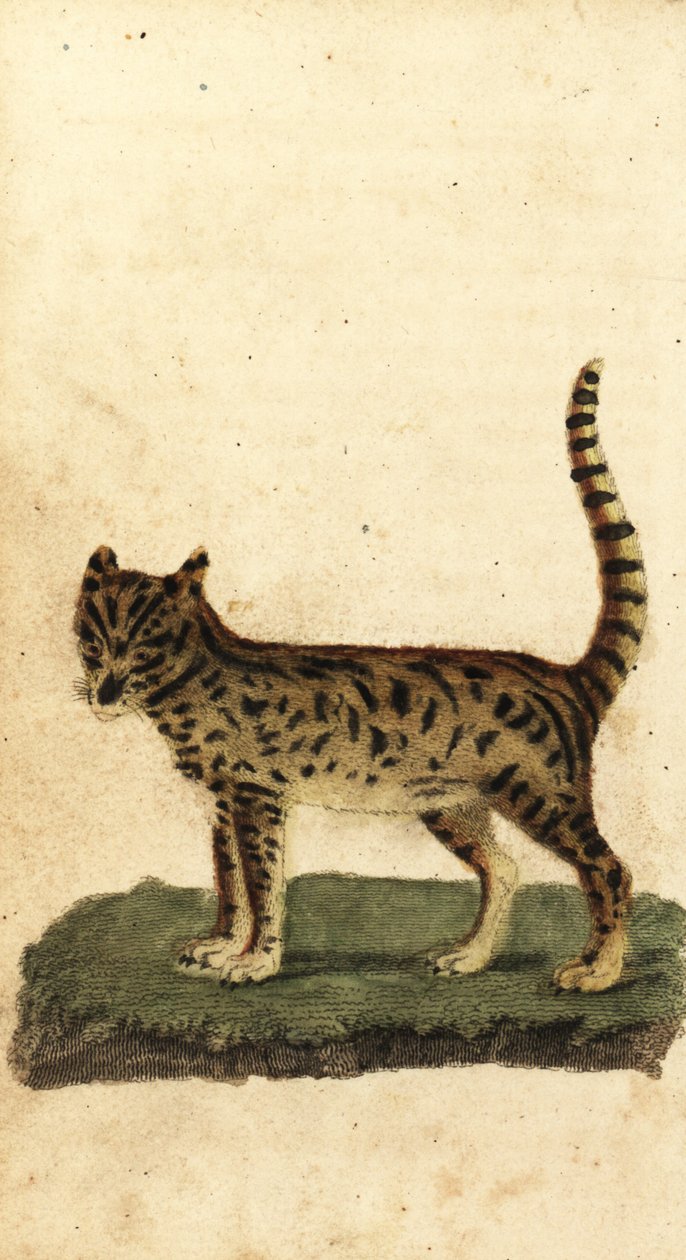 サーバル、Leptailurus serval.、1800年（彫刻） 作： 無名の画家