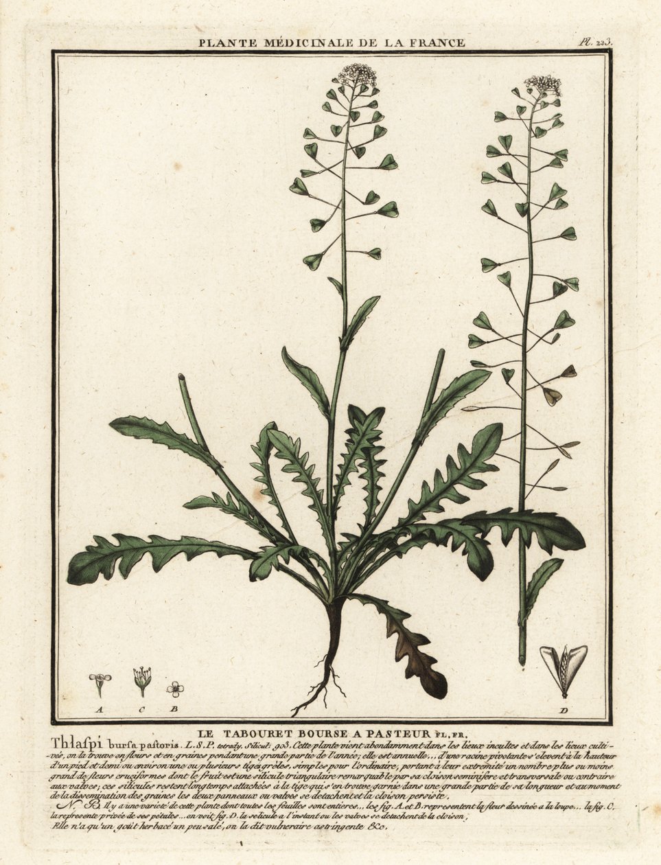 羊飼いの財布、Capsella bursa-pastoris。 作： 無名の画家