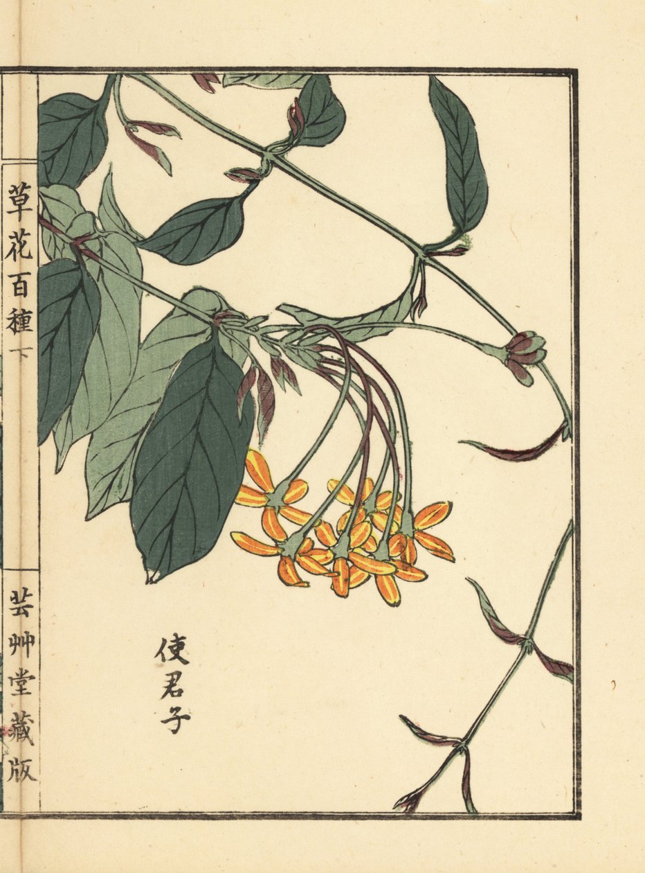 紫君子（しくんし）、蘭君子（らんくんし）、Combretum indicum（河野梅嶺筆彩色木版画『草花百種』所収）：山田 作： 無名の画家