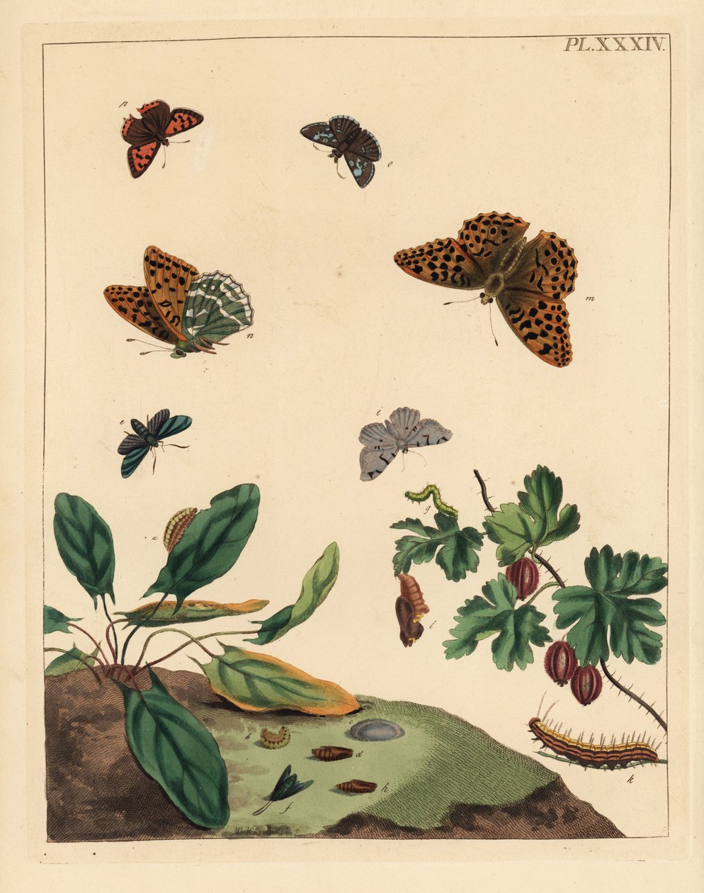 シルバーウォッシュドフリティラリー、Argynnis paphia、フォレスター・モス、Adscita statices、L. or gooseberry moth、Halia vauaria、スモール・コッパー・チョウ、Lycaena phlaeas、ディンギー・スキッパー、Erynnis tages、グーズベリー・ブッシュ、Ribes grossularia。手彩色のリトグラ 作： 無名の画家