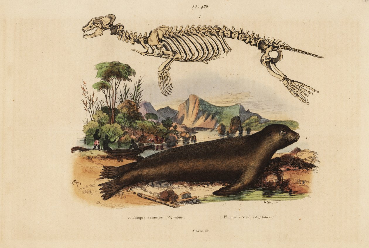 アザラシ（Phoca vitulina）の骨格1とオーストラリアアシカ（Neophoca cinerea）の骨格2 作： 不明