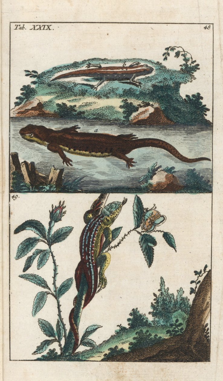 ゴットリープ・トビアス・ウィルヘルム（1758-1811）による「Smooth or Common Triton and Sand Lizard - Strong Water」（Encyclopedie of Natural Historyより）：両生類 作： 無名の画家