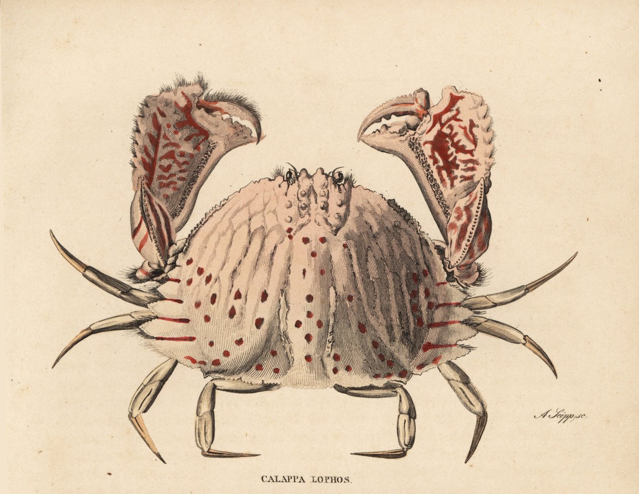 滑らかな、または赤い斑点のある箱蟹、カラッパ・カラッパ（Calappa lophos）。ゲオルク・フリードリヒ・トライチケの自然史ギャラリー、Naturhistorischer Bildersaal des Thierreiches、Liepzig-1842所蔵のA.Scippによる手彩色スチール・エングレーヴィング。 作： 無名の画家