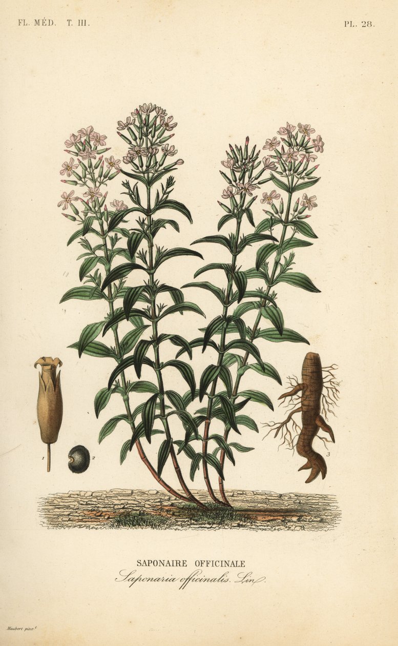 ソープワートまたはソープウィード、Saponaria officinalis, Saponaire officinale 作： 不明