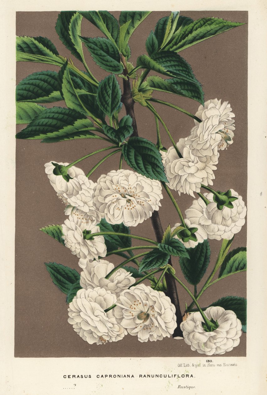 サワーチェリーの木、Prunus cerasus (caproniana ranunculiflora)。Louis van Houtte and Charles Lemaire