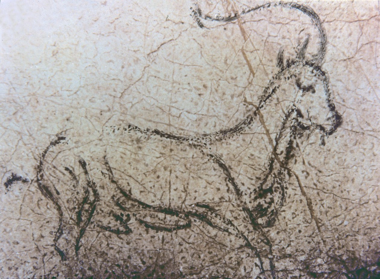 スペインの子ヤギ、旧石器時代、紀元前 40000 ～ 12000 年頃 (岩絵) 作： 無名の画家