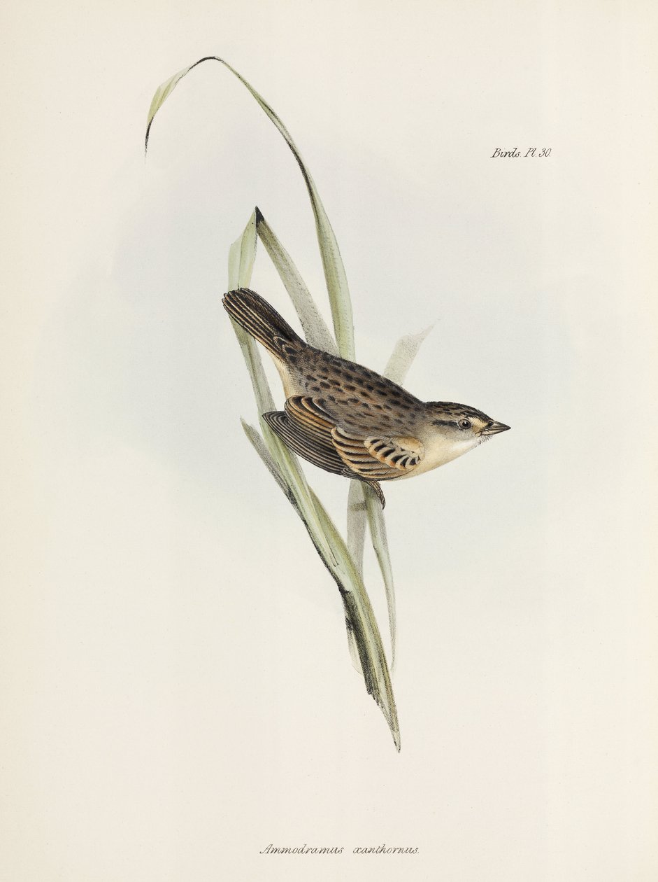 スズメまたはフィンチ、c 1832-1836 作： 無名の画家