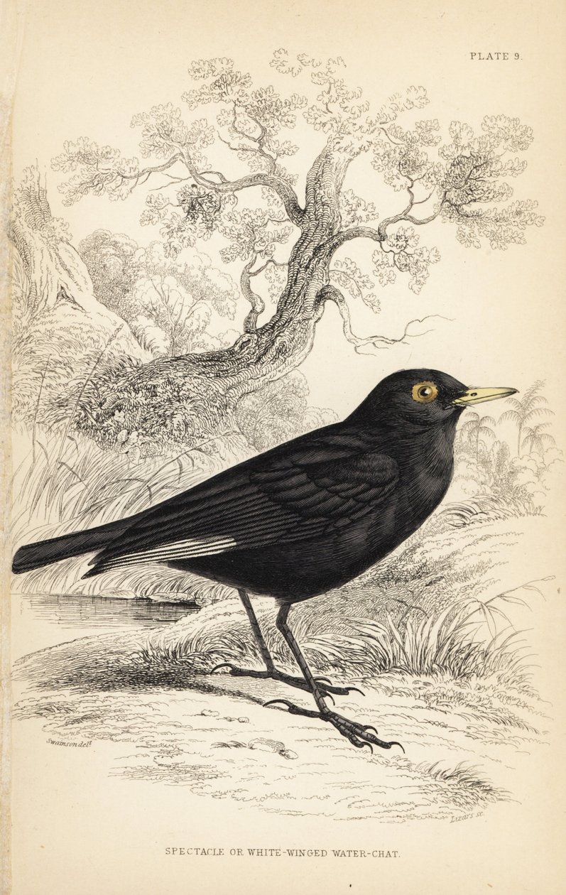 メガネタイラント、Hymenops perspicillatus（メガネウオーターまたはシロウオーター、Perspicilla leucoptera）。Sir William Jardine