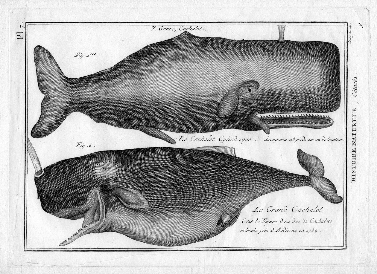 Pierre Joseph Bonnaterre (1762-1804)による "Painting Encyclopedique et Methodique des trois Regnes de la Nature "のマッコウクジラ。1784年パリ。 作： 無名の画家