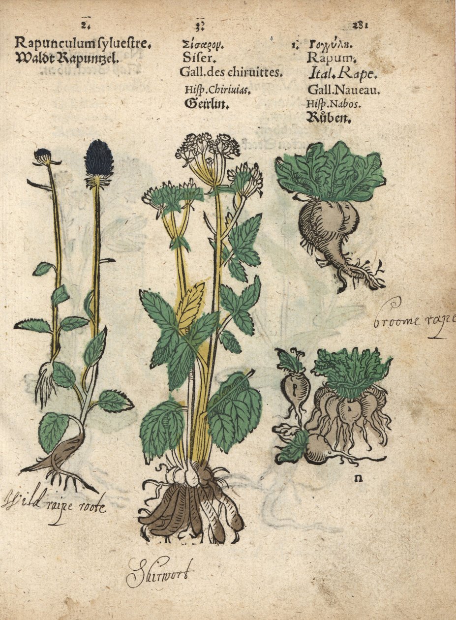 スパイクド・ランピオン、フィテウマ・スピカタム、スキレット、シウム・シザラム、カブ。アダム・ロニカーの『Krauterbuch, or Herbal, Frankfurt』に掲載された植物図版の手彩色木版画。 作： 無名の画家