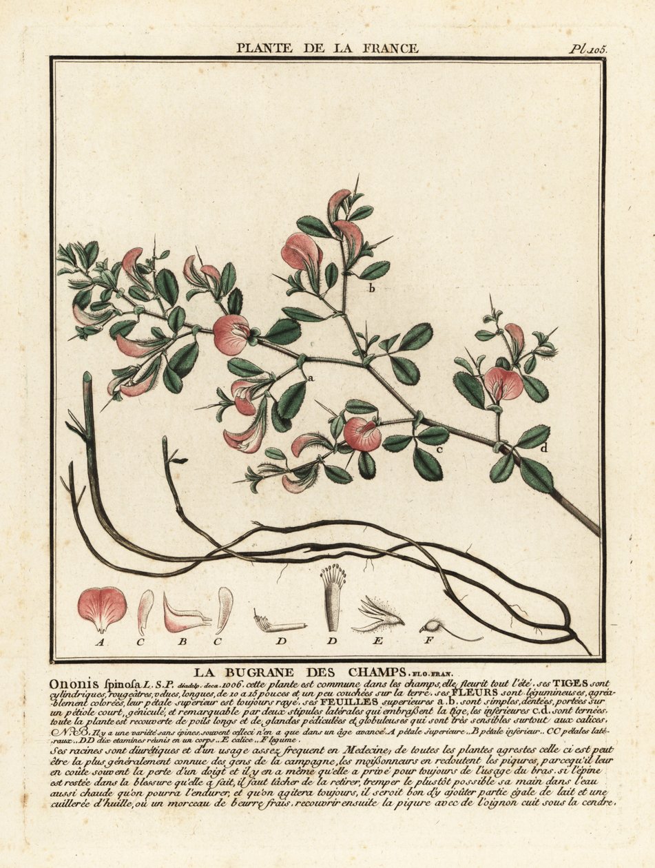 とげのあるレススロー、La bugrane des champs、Ononis spinosa。 作： 無名の画家