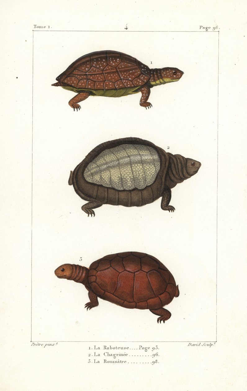 斑脚亀、Rhinoclemmys punctularia 1、インドヒラタガメ、Lyssemys punctata 2、北アフリカヘルメットガメ、Pelomedusa subrufa olivacea。ベルンのジャン＝ガブリエル・プレトルによるイラストをもとにしたダヴィッドによる手彩色銅版画。 作： 無名の画家