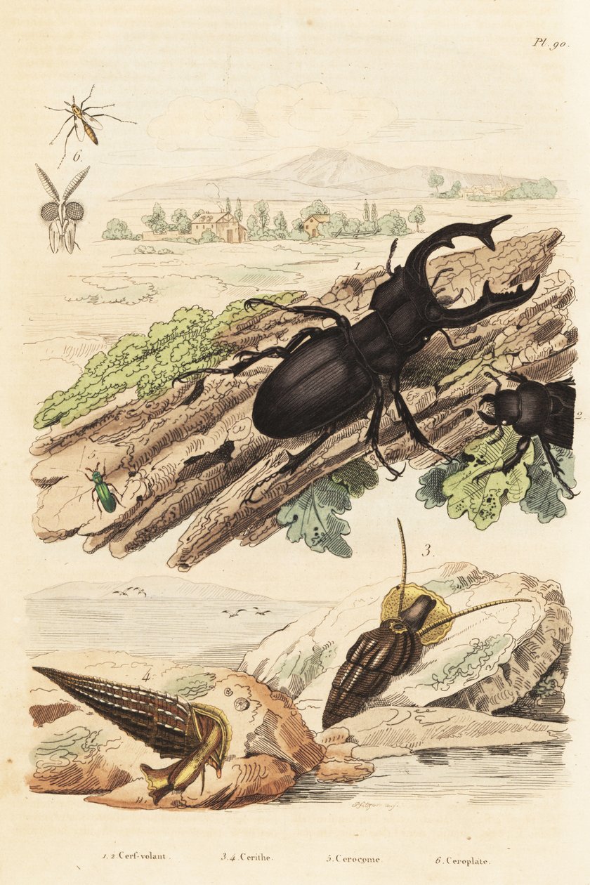 クワガタムシ、Lucanus cervus 1、Cerithium sulcatumとRhinoclavis asperaの軟体動物 3,4、Cerocoma elateroides 5、Keroplatus tipuloidesのスズメバチ 6 作： 不明