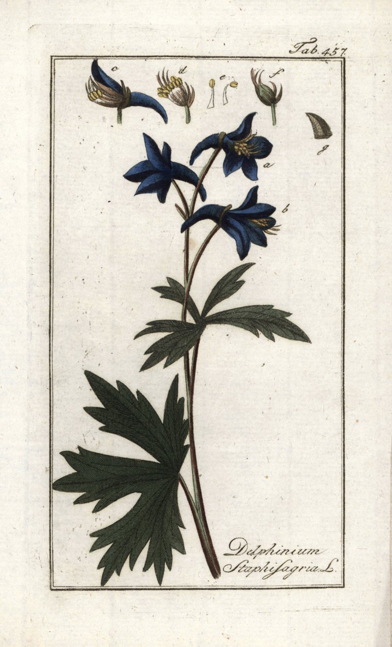 Staphisegarまたはシラミの生えたハーブ、gouty grassまたは野ブドウ（Delphinium staphisagria）。オランダ、ヨハネス・ゾーン（1739-1799）作 "Afbeelding der Artseny-Gewassen "よりリトグラフ。 作： 無名の画家