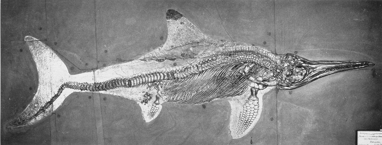 Stenopterygius megacephalus (The Oxford Ichthyosaur) が Nr.ドイツ、シュトゥットガルト、上部リアス期 作： 不明