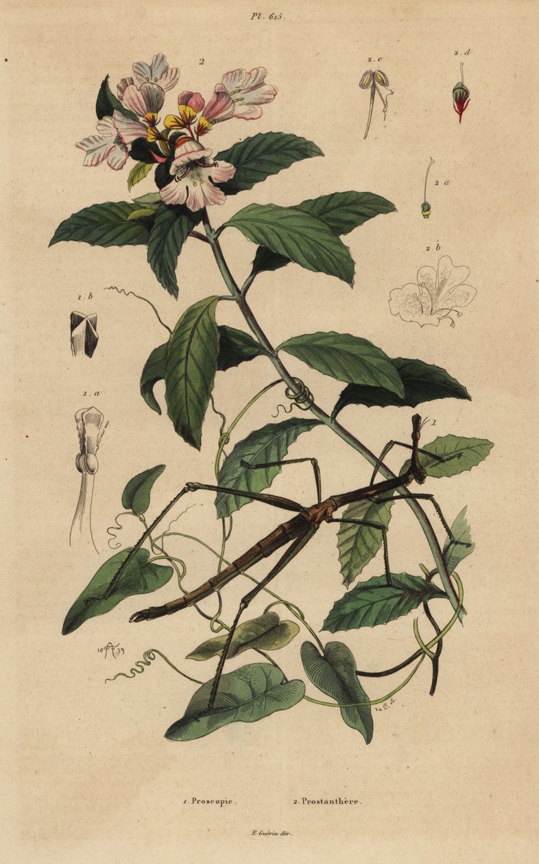 ナナフシ（Proscopia granulata）1、ビクトリアンクリスマスブッシュ（Prostanthera lasianthos）2 作： 不明