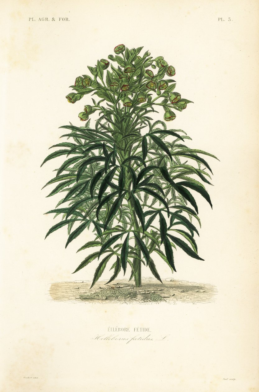 Stinking hellebore, Helleborus foetidus, Ellebore fetide 作： 不明