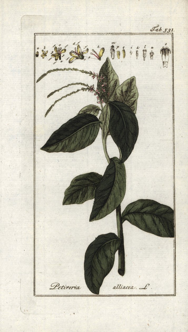 臭いバーベナまたはガーリック・リアナ（Petiveria alliacea）。ヨハネス・ゾーン（1739-1799）作 "Afbeelding der Artseny-Gewassen "よりリトグラフ、オランダ。 作： 無名の画家