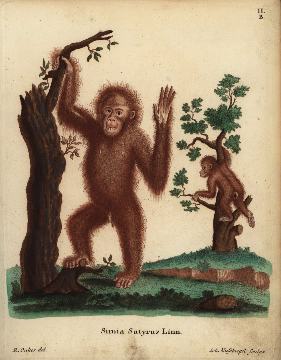 スマトラオランウータン、ポンゴ・アベリイ。絶滅の危機に瀕している。Simia satyrus Linn.Johann Christian Daniel Schreber