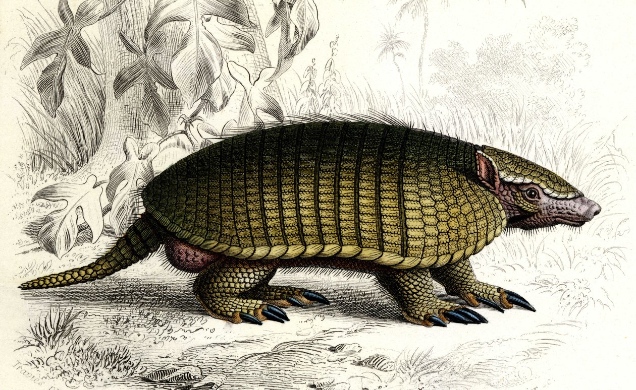 アルマジロ（Dasypus sexeinetus）を発見。Charles D
