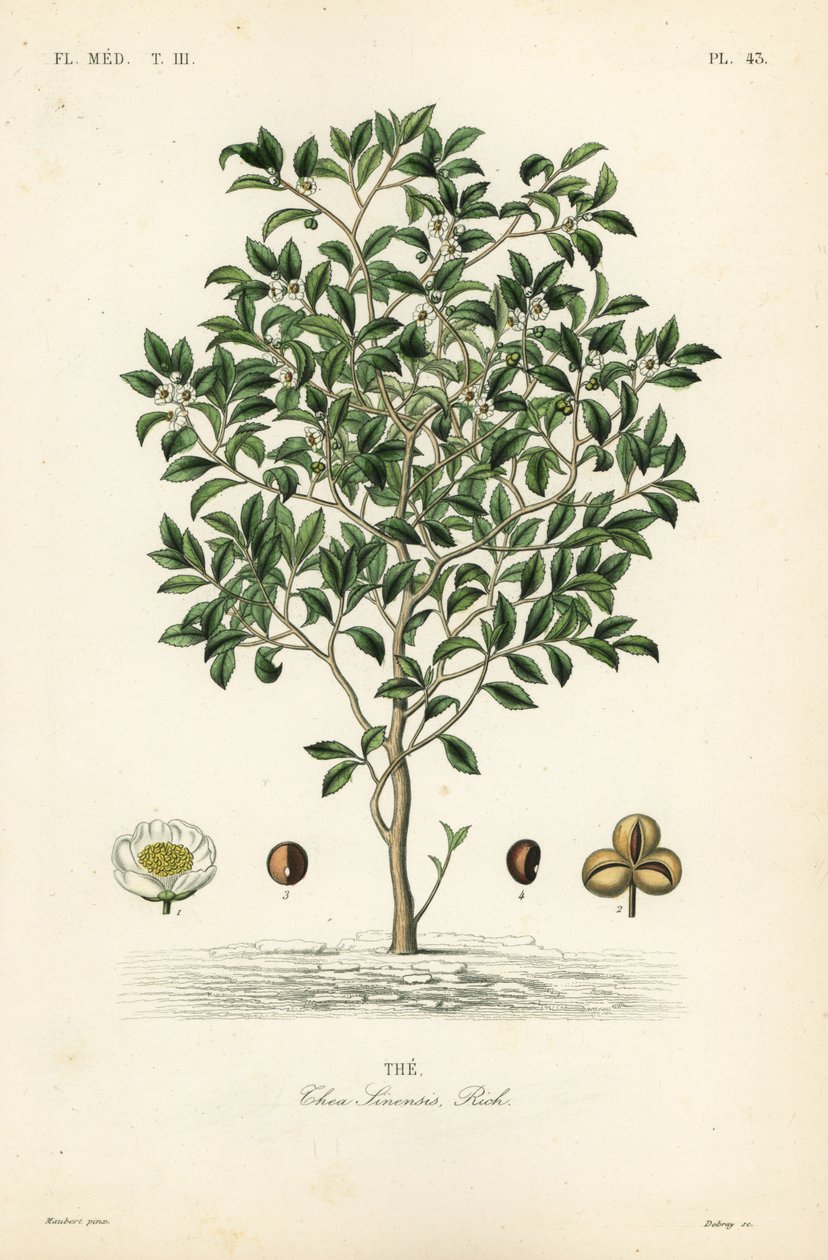 茶の木や茶の木、Camellia sinensis、Thea sinensis、は 作： 不明