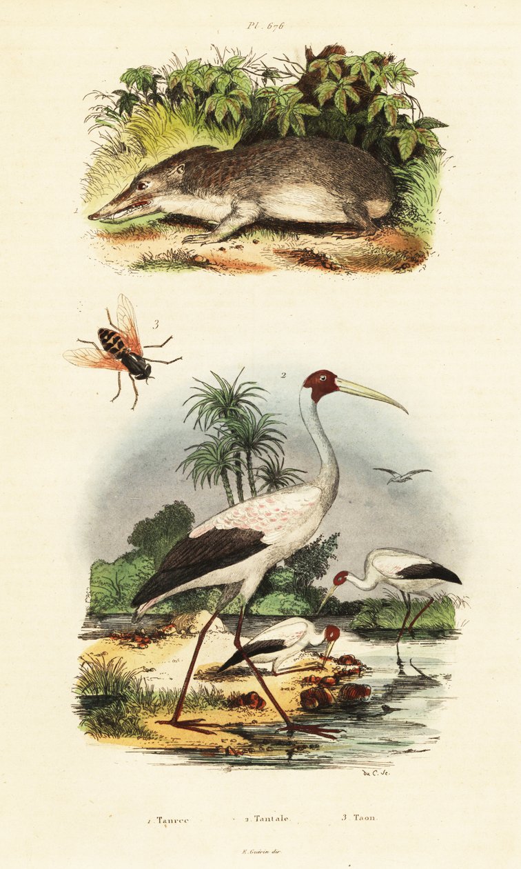 テンレック、コウノトリ、アブ、1834-1839 (彫刻) 作： 無名の画家