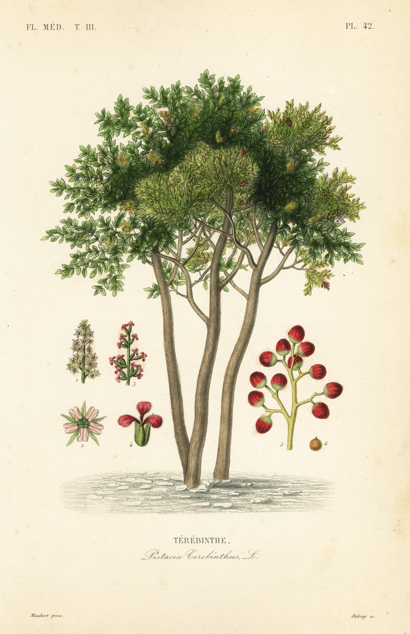 Terebinth or turpentine tree, Pistacia terebinthus, Terebinthe 作： 不明