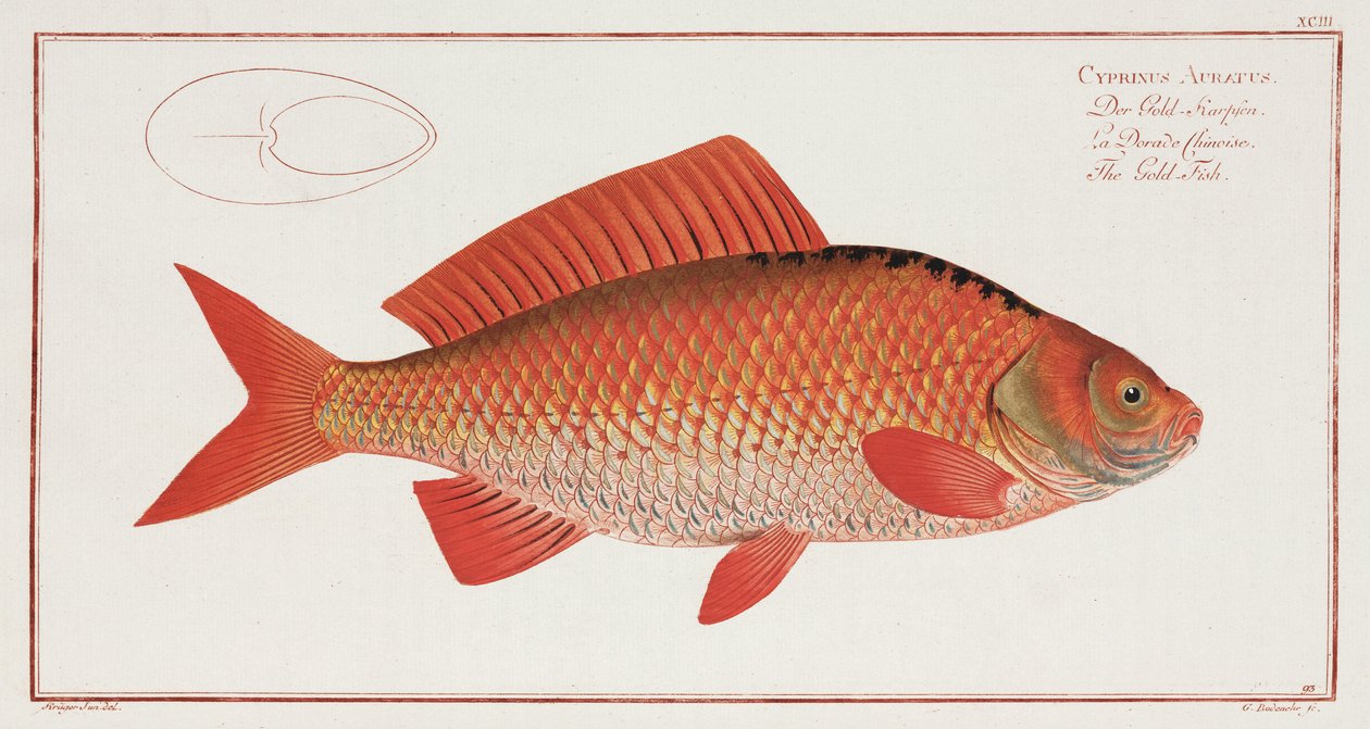 「金魚」 作： 無名の画家