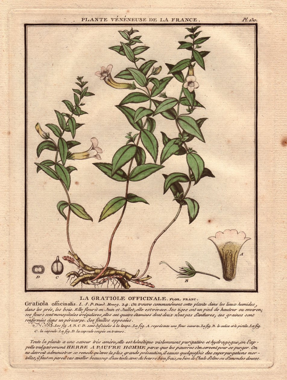 グラティオラ・オフィシナル（Gratioola officinalis）。蔓性植物、植物、茎、葉、花、根の説明。聖杯、雌しべ、蒴果の詳細。18世紀、Herbier de la France (1780-1793)に掲載されたEau forte en couleurs、デッサン、エングレーヴィング、p。 作： 無名の画家