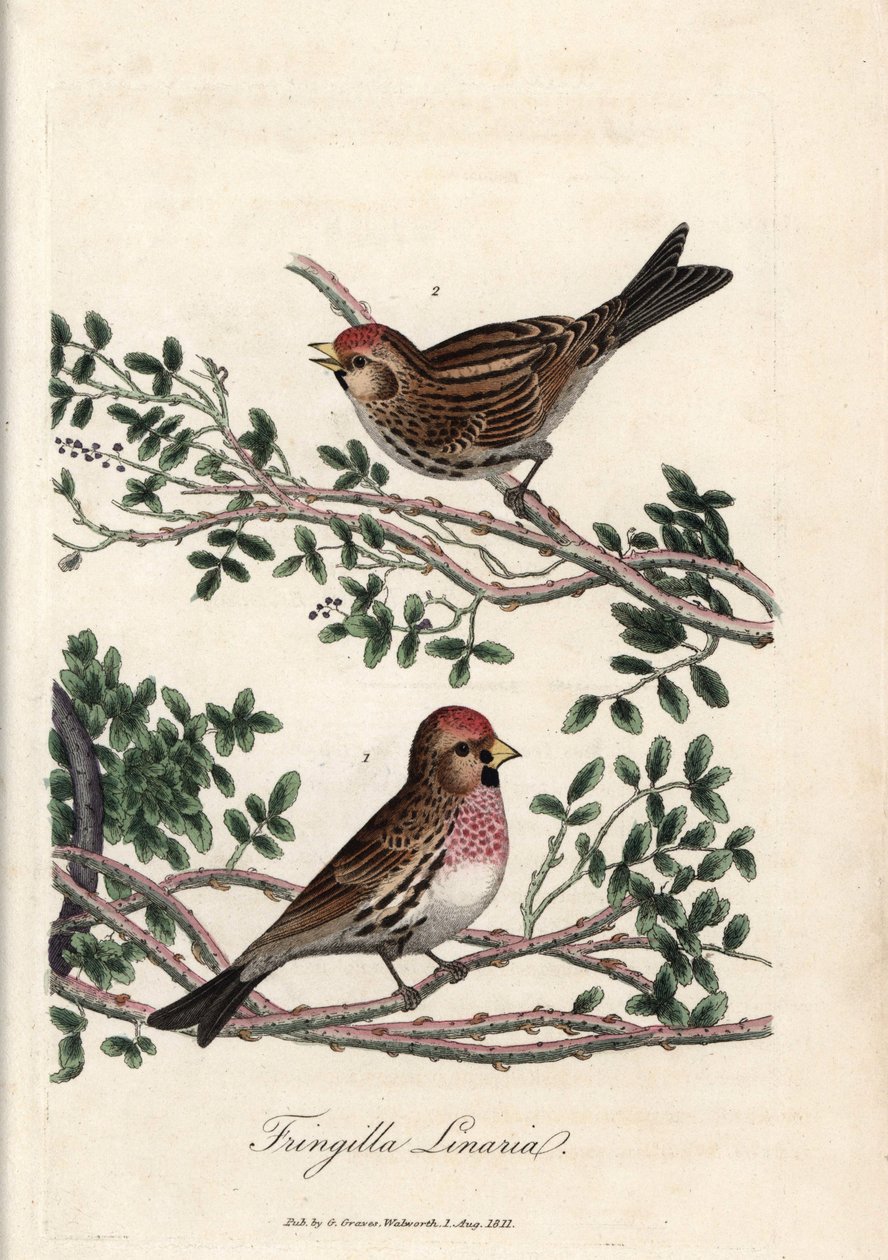 サイゼリンまたは小型のリノット。George Gravesによる銅版画（『British Ornithology』所収）。 作： 無名の画家