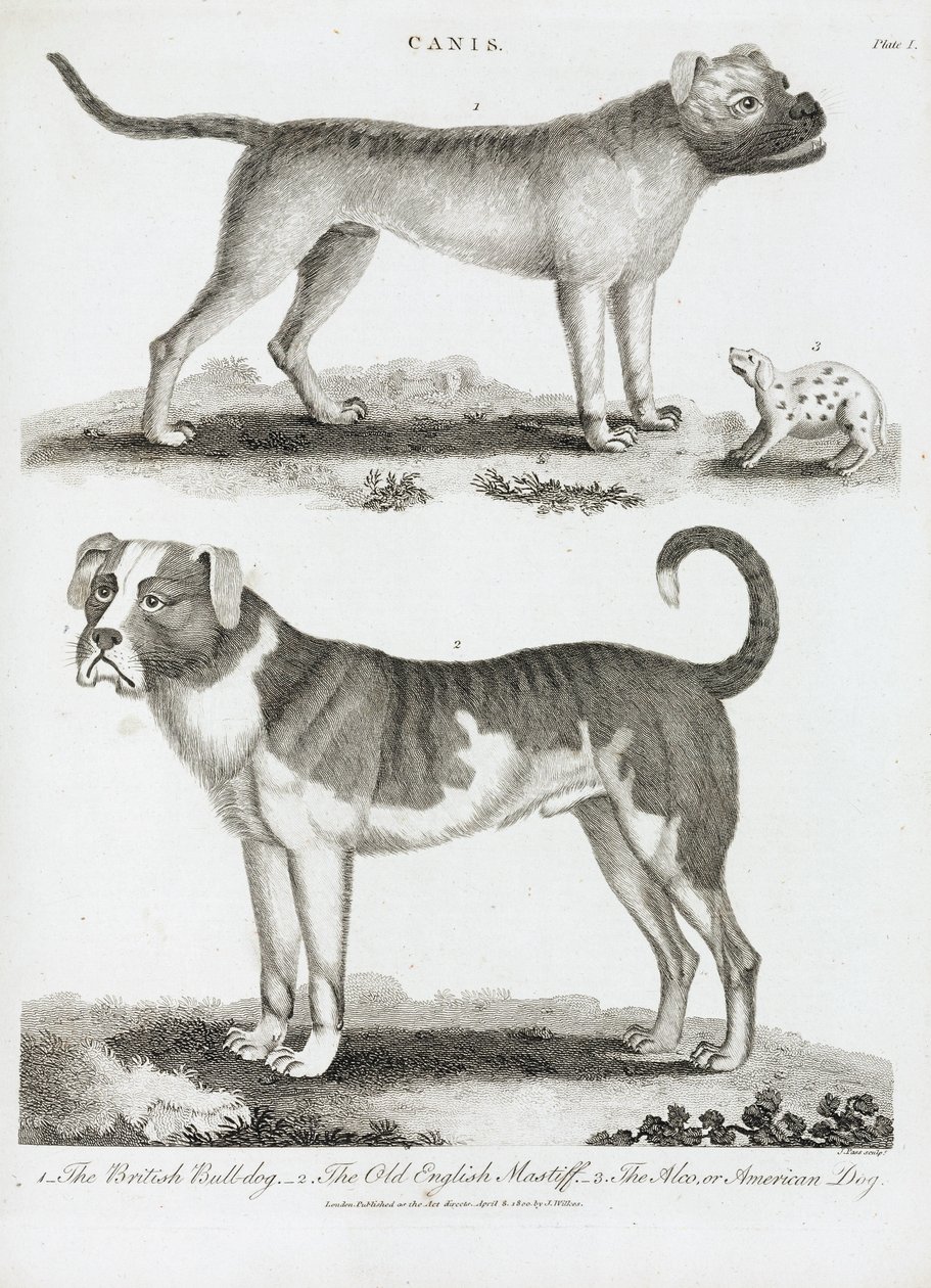犬の3つのタイプ 作： 不明